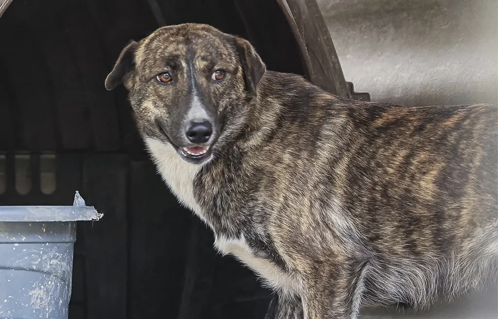 CANELA TERÁ FEIRA DE ADOÇÃO E BÊNÇÃO AOS ANIMAIS NESTE SÁBADO